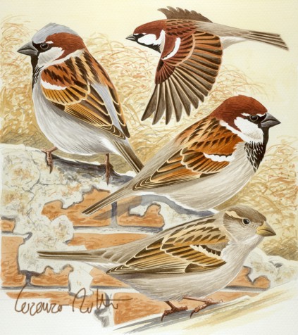 Passer domesticus: all''improvviso... un uccellino!